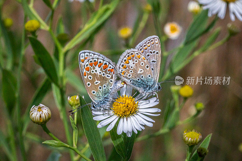 阿多尼斯蓝蝴蝶交配。， (Polyommatus bellargus)， (Lysandra bellargus)， (Argus bleu csamleste)。